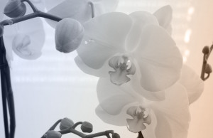 Orchidee - Die Körpertherapeuten