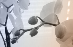 Orchidee - Die Körpertherapeuten